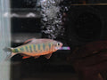 Barillius Ardens [Orange Hill Fin Trout]