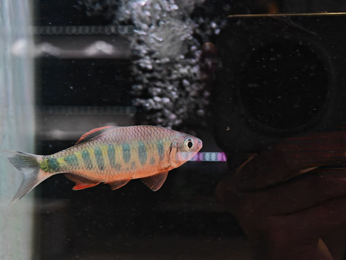 Barillius Ardens [Orange Hill Fin Trout]