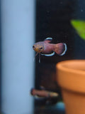 Betta Albimarginata