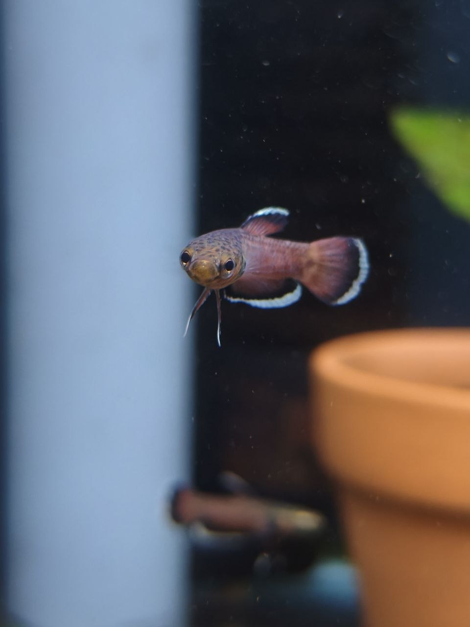 Betta Albimarginata