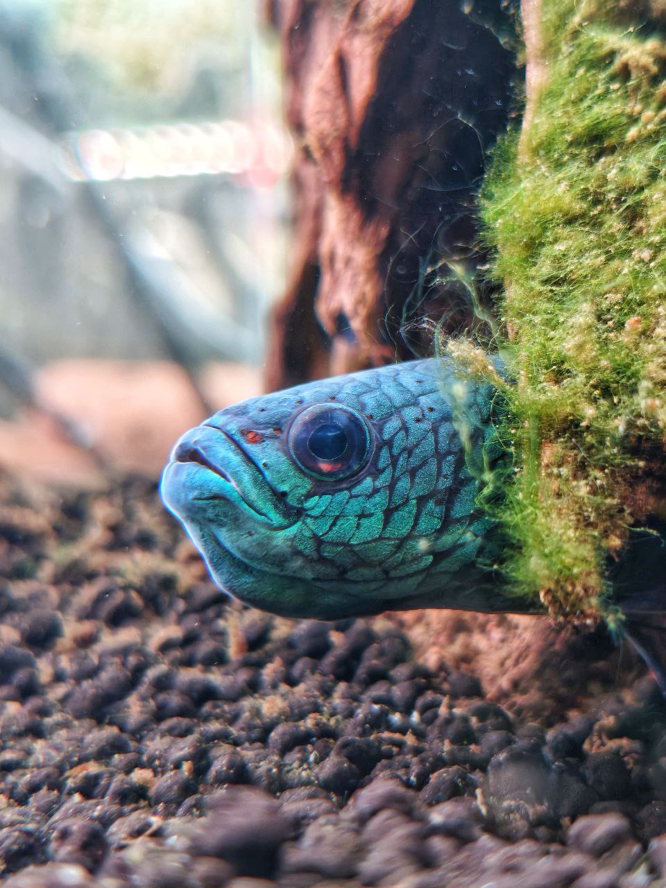 Betta Antuta