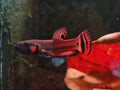 Betta Macrostoma