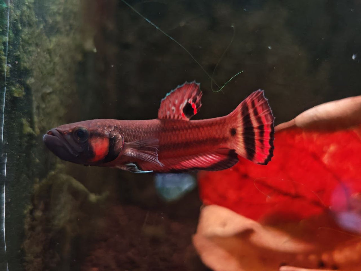 Betta Macrostoma