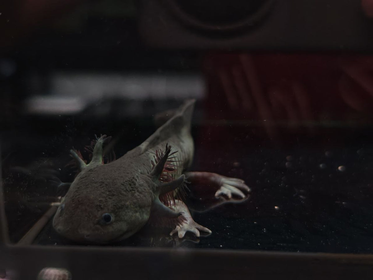 Axolotl