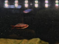 Inpaichthys Black Arrow [Black Arrow Tetra]