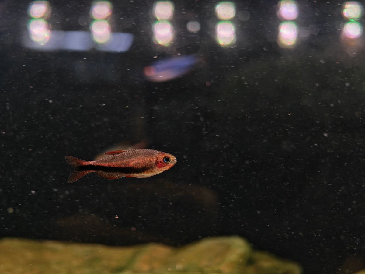 Inpaichthys Black Arrow [Black Arrow Tetra]