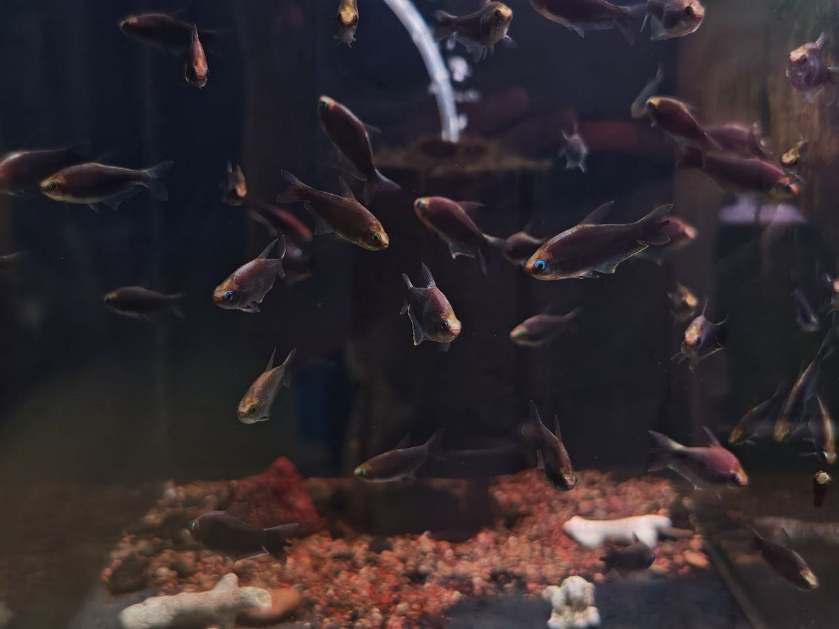Black Emperor Tetra