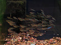Black Neon Tetra