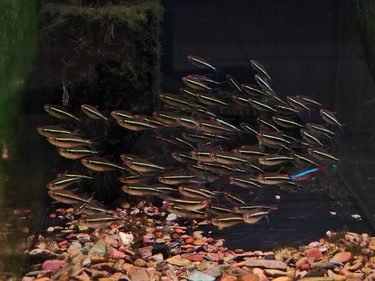 Black Neon Tetra
