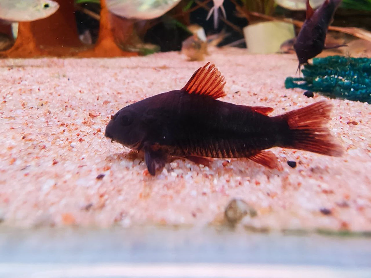 Corydoras sp. Black Venezuela [Black Venezuela Cory]