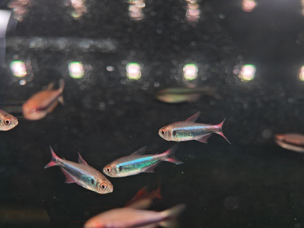 Hyphessobrycon Margittae 'Blue' [Bleeding Blue Tetra]