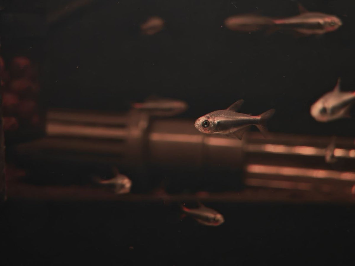 Hyphessobrycon Margittae 'Blue' [Bleeding Blue Tetra]