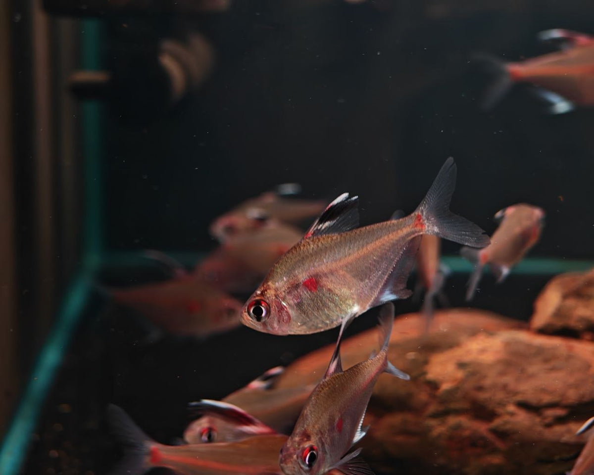 Bleeding Heart Tetra