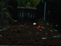 Blue Bolt Shrimp