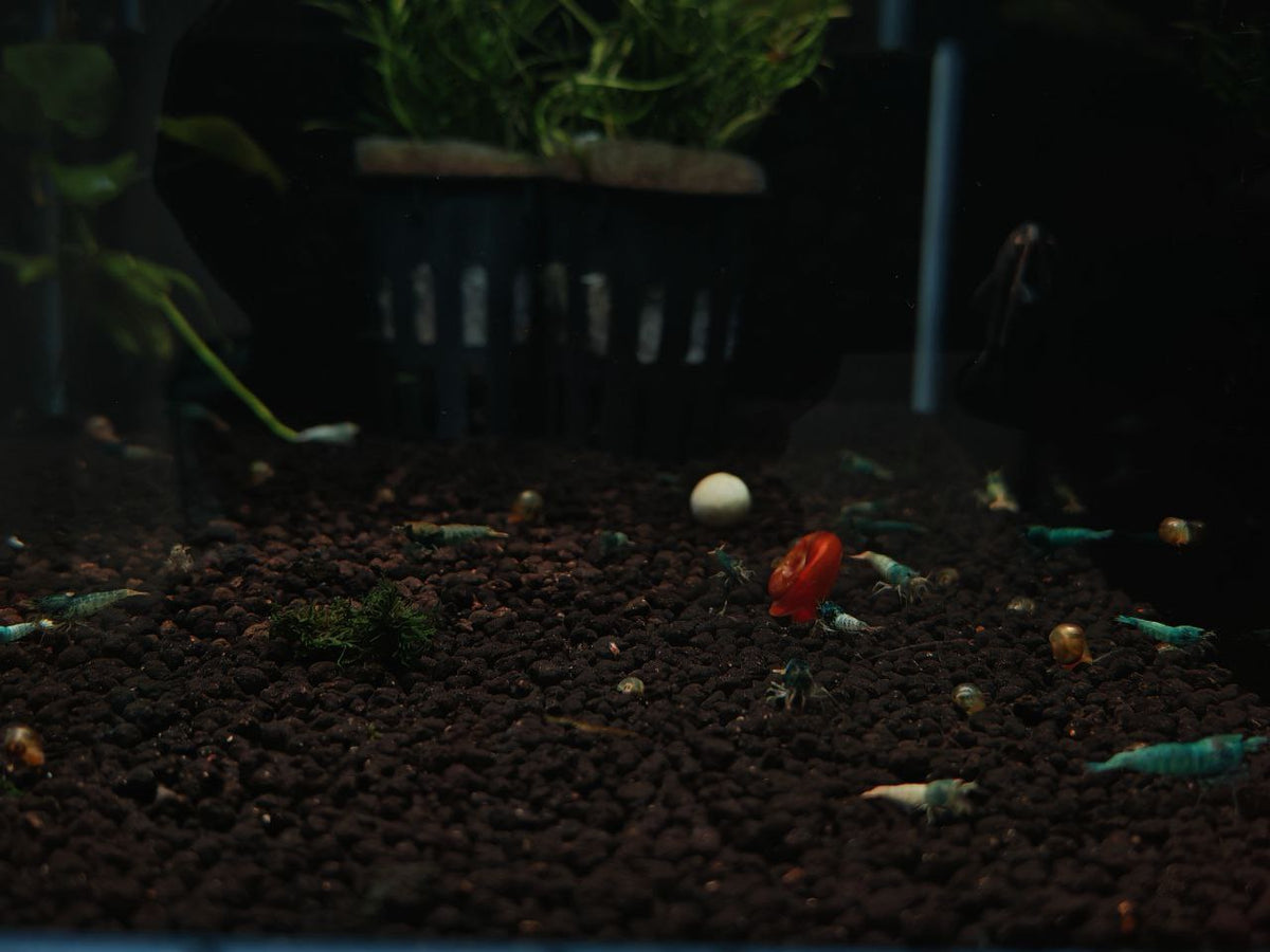 Blue Bolt Shrimp