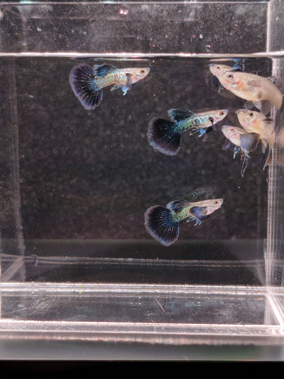 Blue Dragon Guppy
