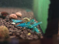 Blue Jelly Shrimp