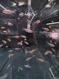 Blue Kerri Tetra