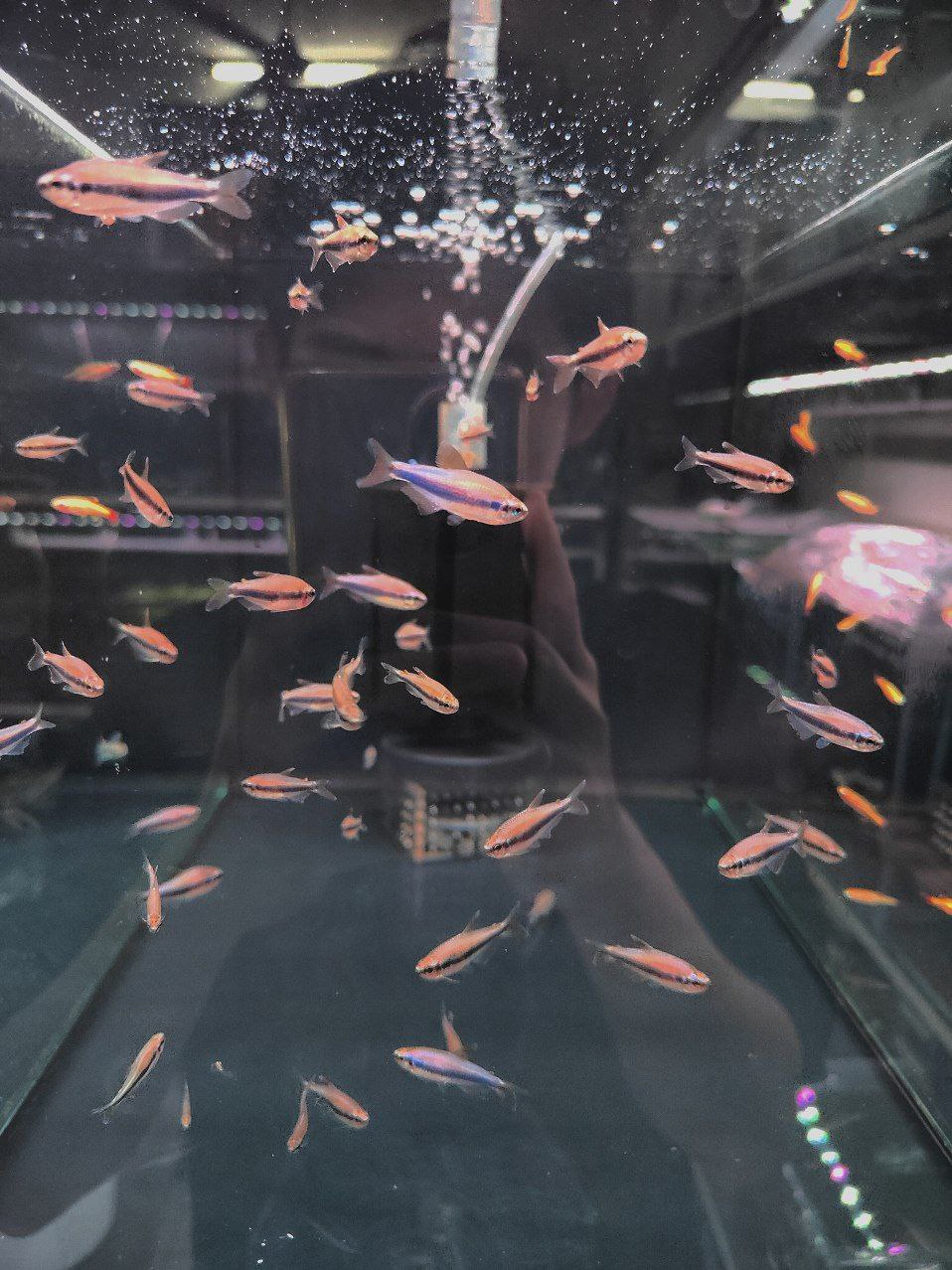 Blue Kerri Tetra