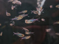 Blue King Tetra
