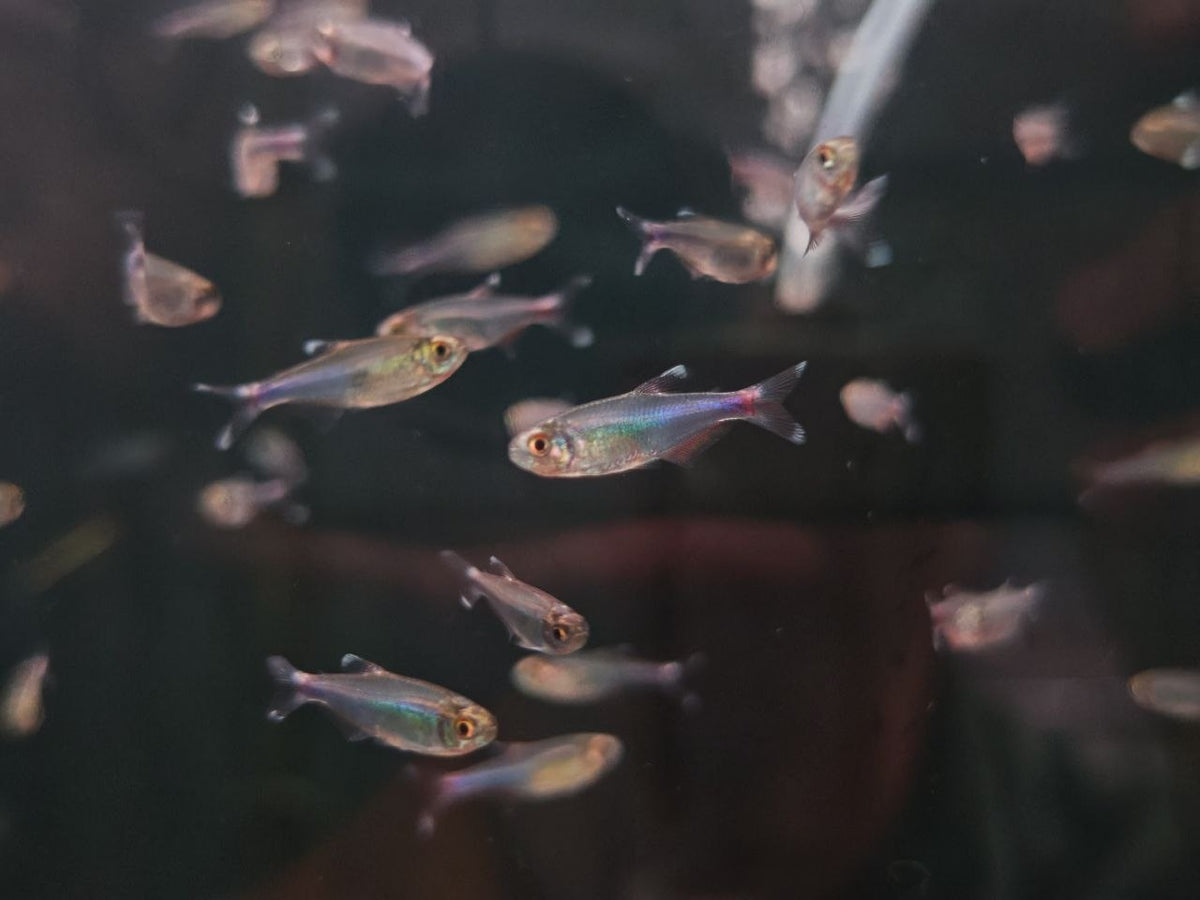 Blue King Tetra