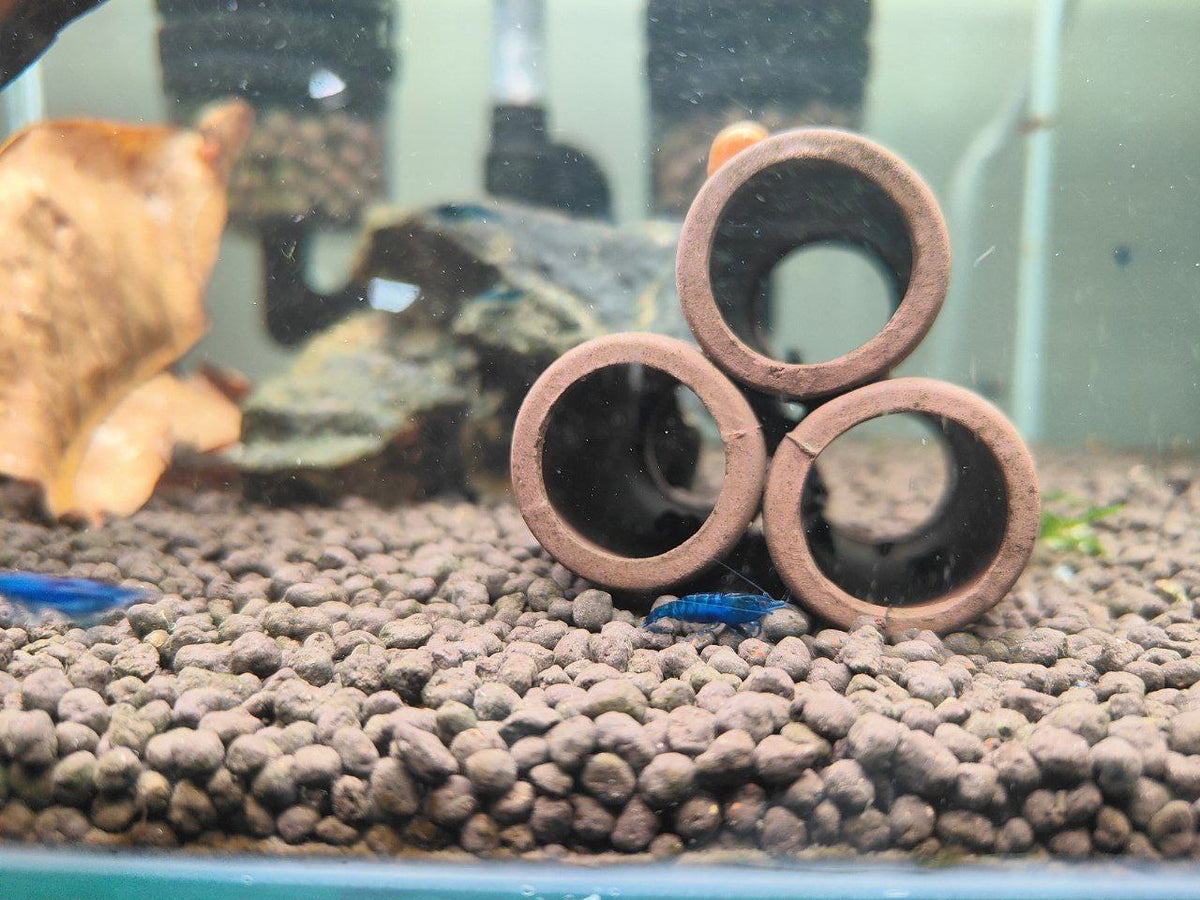 Blue Velvet Shrimp