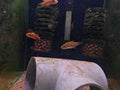 Borneensis Puffer