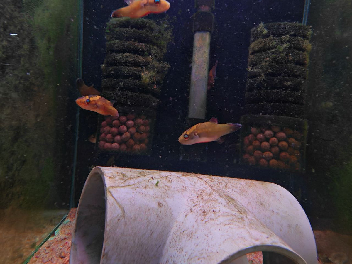Borneensis Puffer