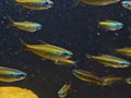 Brown Congo Tetra
