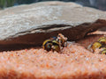 Bumblebee Horn Snail