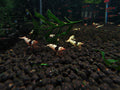 Crystal Black Shrimp