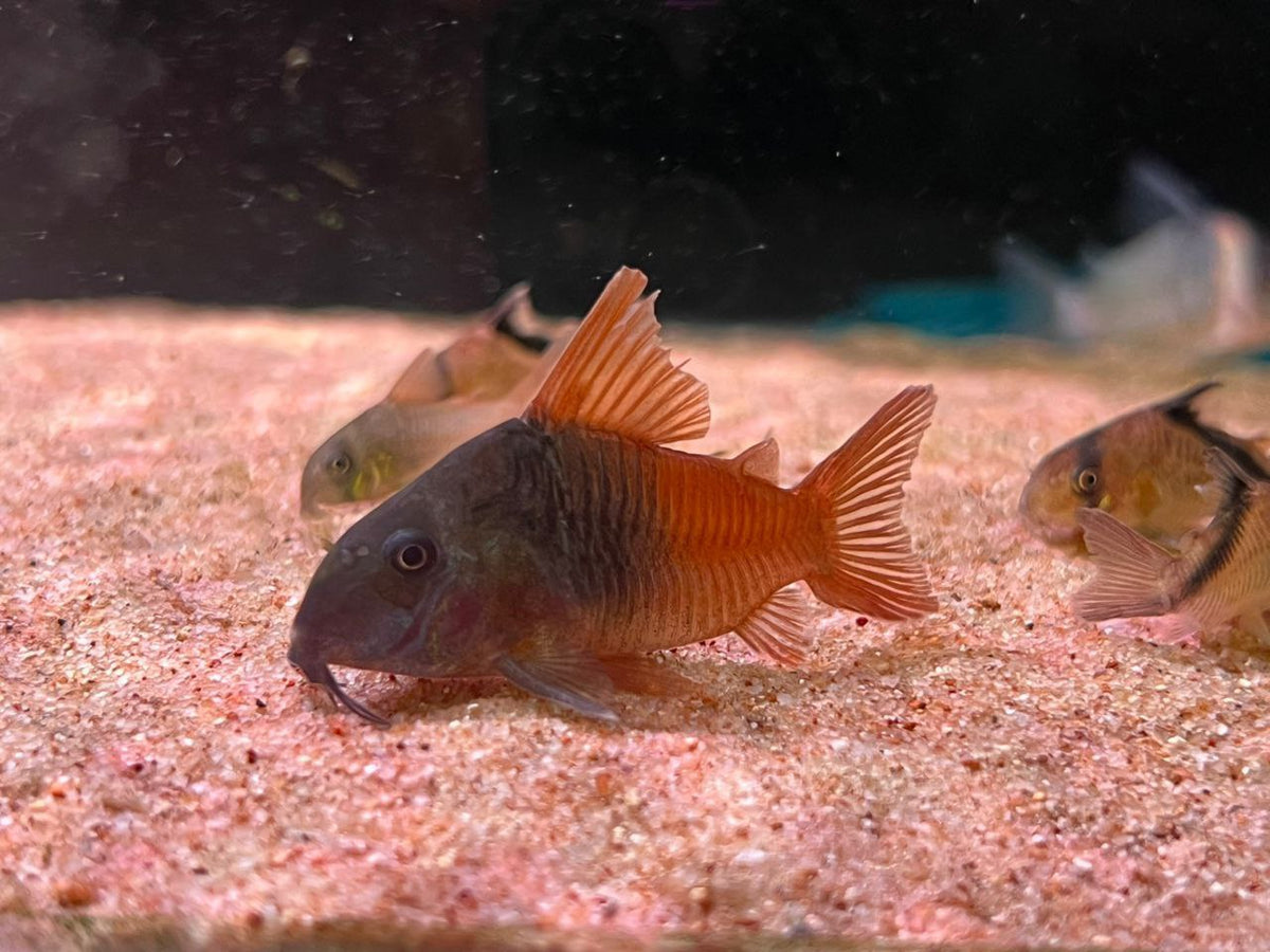 Cw217 Rio Tomo Concolor Cory