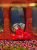 Cambarellus Patzcuarensis [Mexican Red Crayfish]