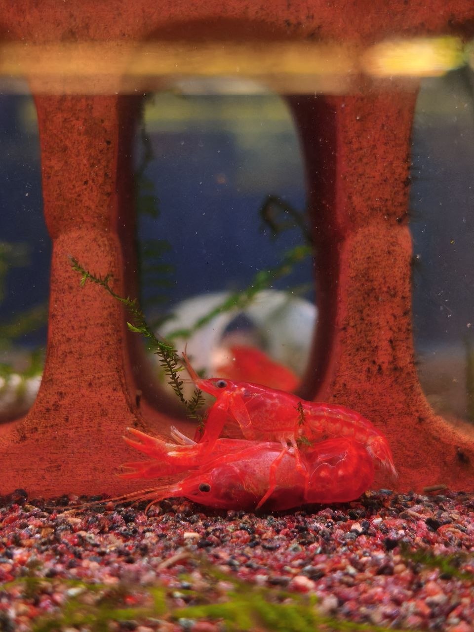 Cambarellus Patzcuarensis [Mexican Red Crayfish]