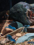 Cambarellus Texanus [Texanus Blue Crayfish]