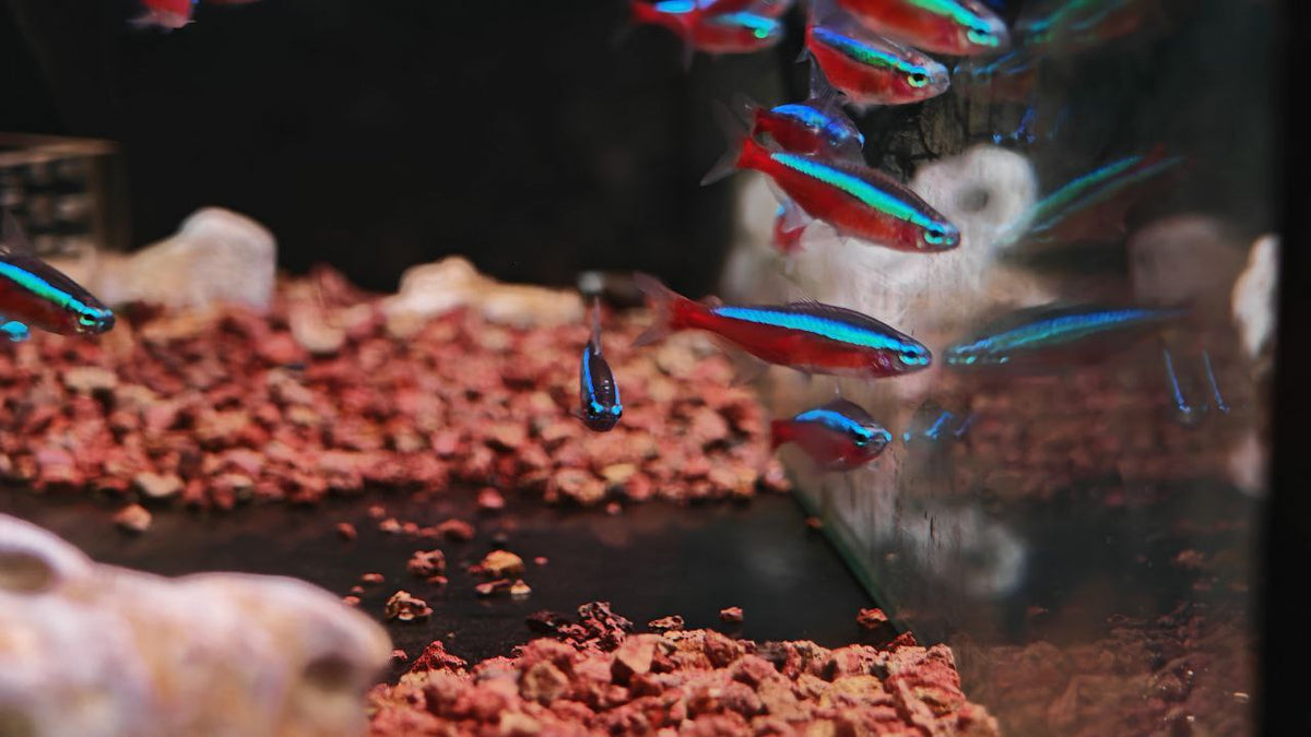 Cardinal Tetra