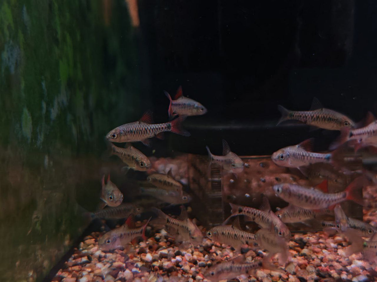 Checkerboard Barb