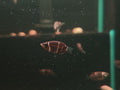 Sphaerichthys Osphromenoides [Chocolate Gourami]