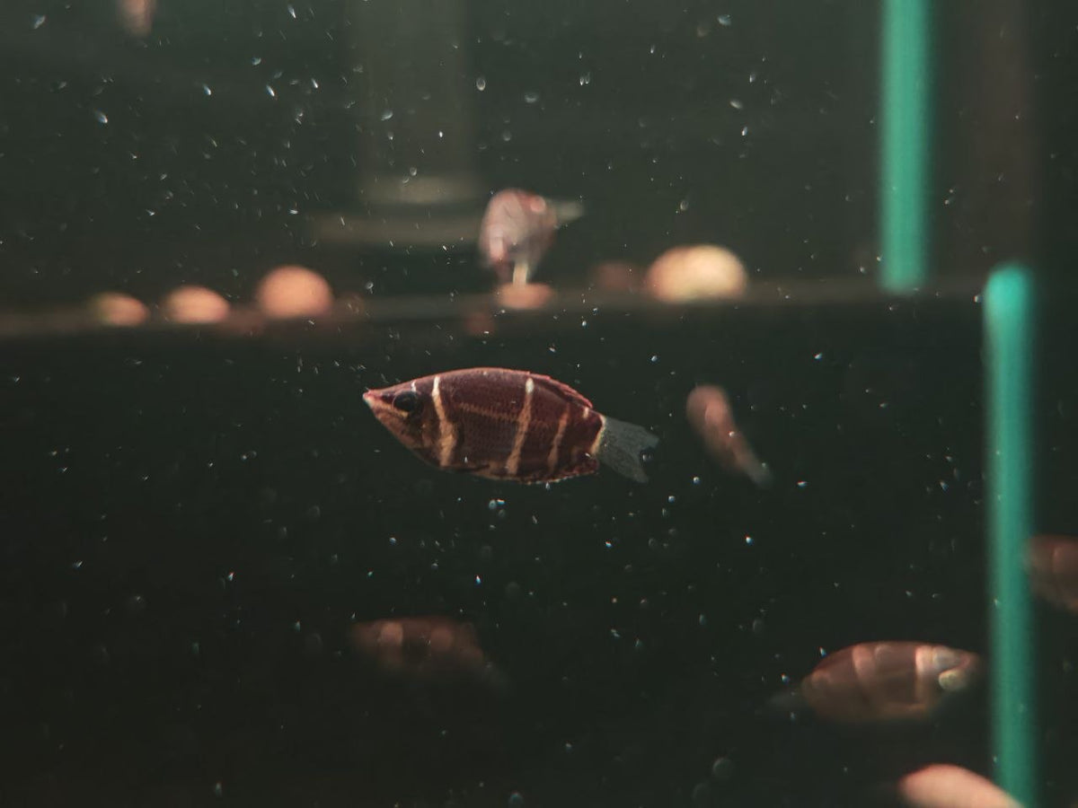 Sphaerichthys Osphromenoides [Chocolate Gourami]