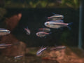 Hyphessobrycon Vilmae [Chocolate Neon Tetra]