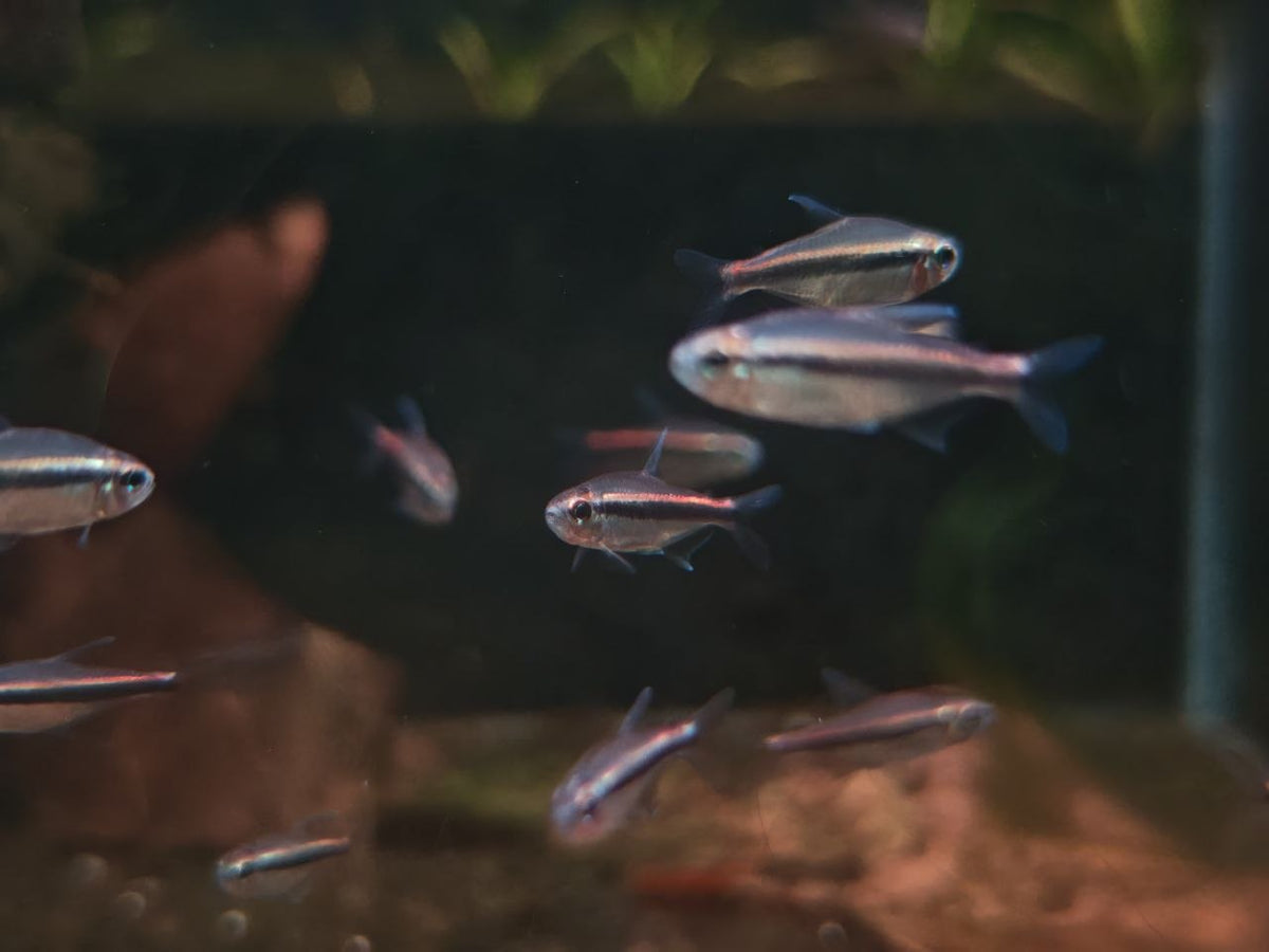 Hyphessobrycon Vilmae [Chocolate Neon Tetra]