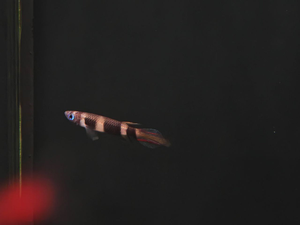Epiplatys Annulatus [Clown Killifish]