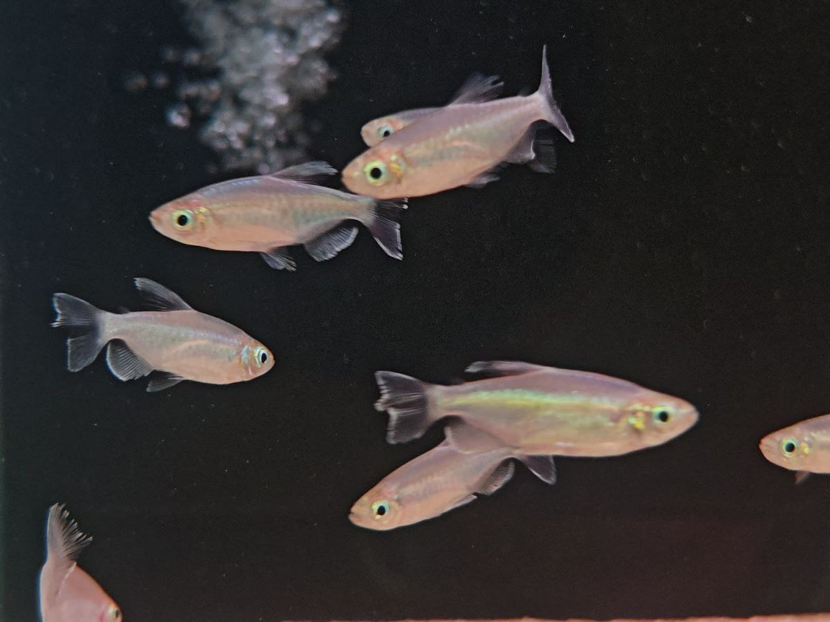 Congo Tetra