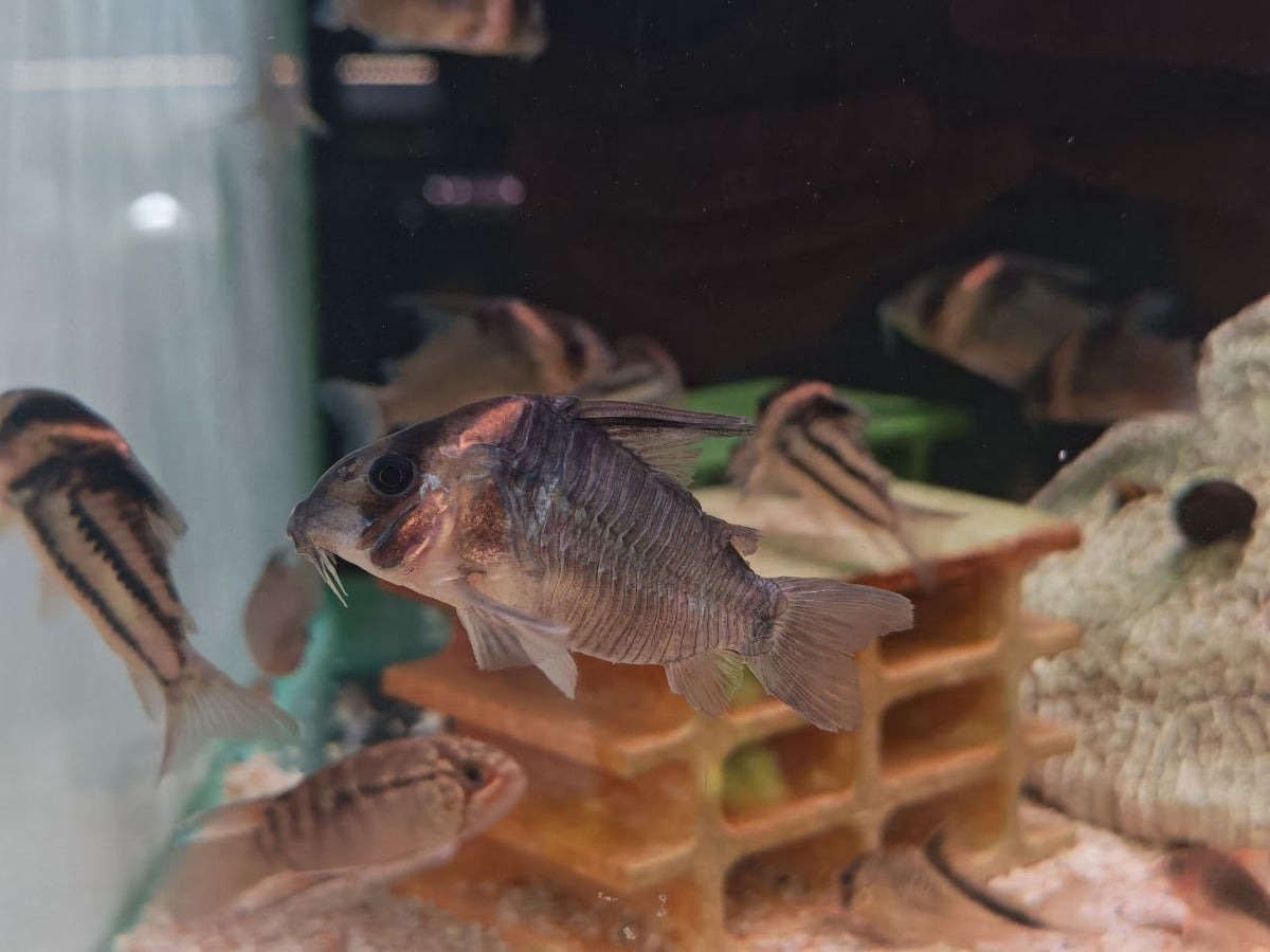 Cw045 Colosus Cory