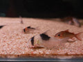 Cw051 New Panda Cory