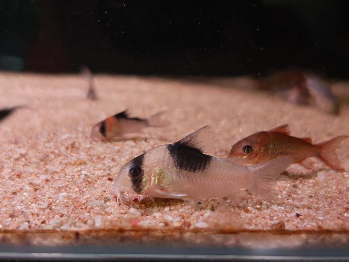 Cw051 New Panda Cory