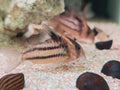 Cw127 Super Parallelus Corydoras