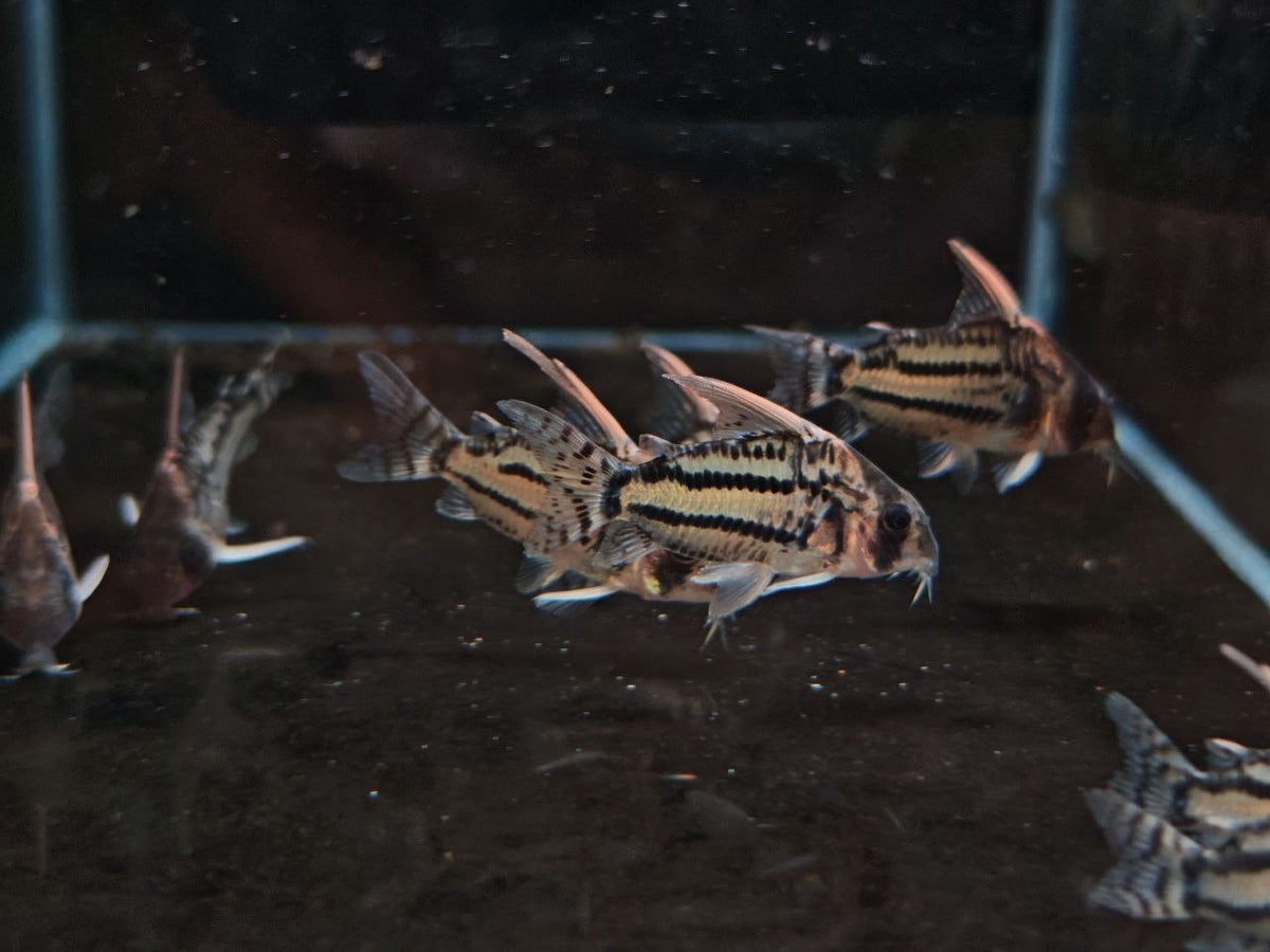 Cw28 Corydoras Schwartzi