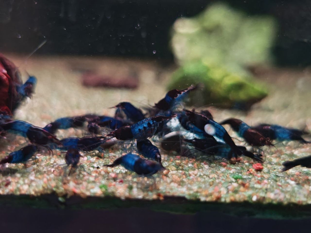 Dark Blue Rili Shrimp