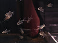 Moenkhausia Pittieri [Diamond Tetra]